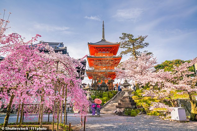 Kiyomizu-dera Temple and cherry blossom season (Sakura) spring time in Kyoto, Japan