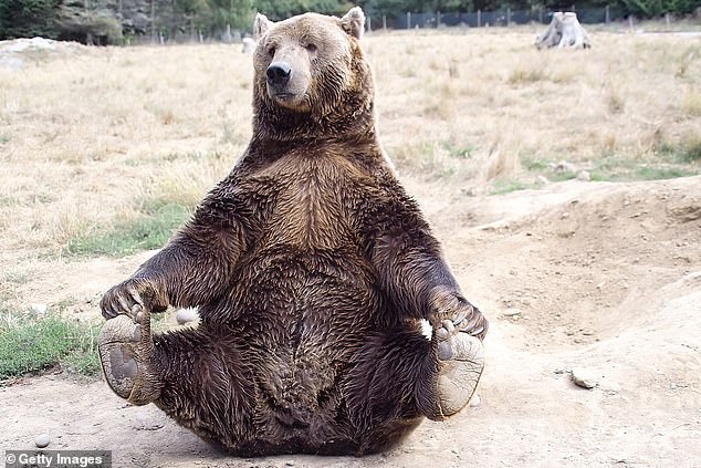 A grizzly bear, which is a sub-species of the brown bear,  sits proud at a wild game park