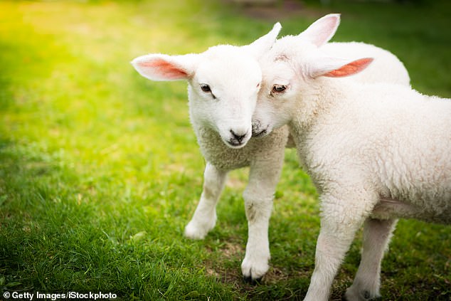 There are 22million sheep in the UK, yet when we see them grazing in a field, or walk among them on a country stroll, few of us give them much thought (stock photo)