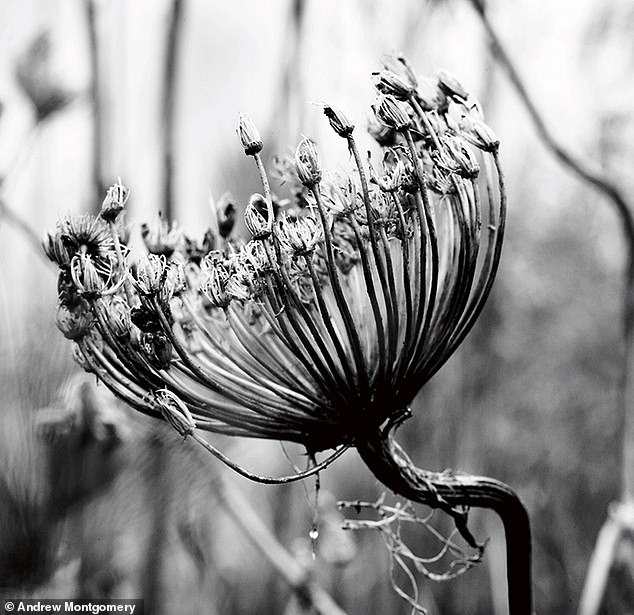 Dead plants like this seed head in the grounds of Great Dixter have a beauty all of their own. The medieval house with gardens in East Sussex was completed in 1912 by Edwin Lutyens
